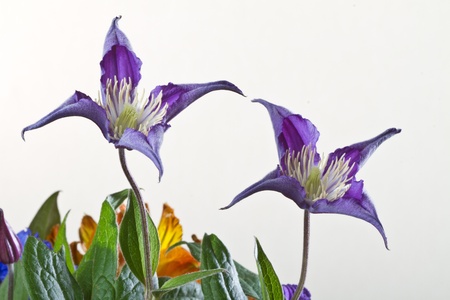 Huge flower bouquet on white backgroundの写真素材