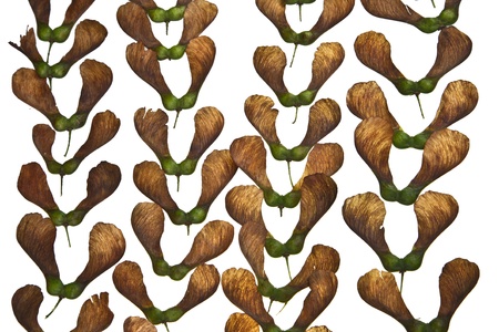 Maple tree fruit detail compositionの写真素材