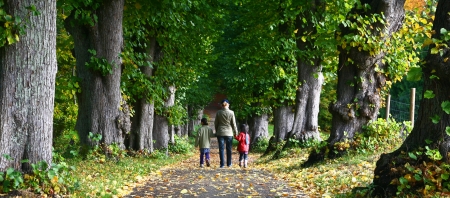 Forest in autumn in Denmarkの写真素材