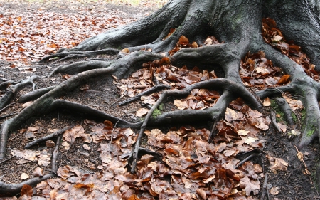 forest, closeup on  trees trunks and roots