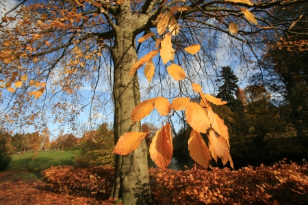 Autumn forest in the countryside  in Denmarkの写真素材