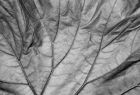 closeup picture of leaves