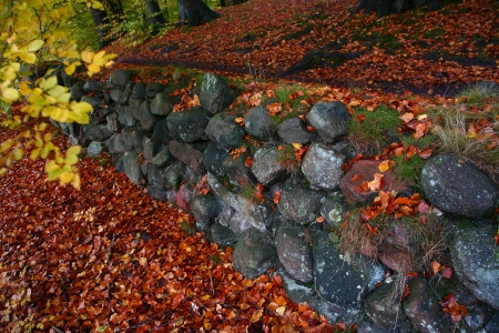 Trees and forest in Denmark before the night fall
の写真素材