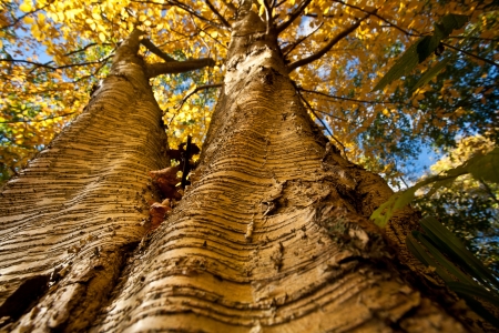 Colorful forest in Denmark in autumnの写真素材