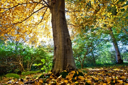 Colorful forest in Denmark in autumnの写真素材