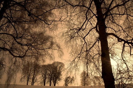 trees branches silhouettes against sky and snowの写真素材