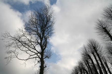 forest , closeup on  trees branches silhouettes
の写真素材