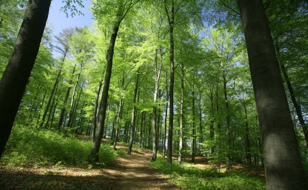 green spring landscape with green  trees in the danish country side の写真素材
