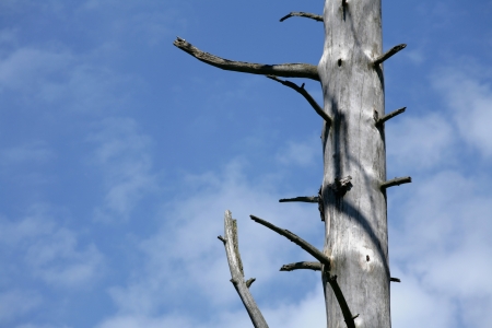 forest , closeup on  trees branches fronting a blue sky
with nice cloud formation
の写真素材