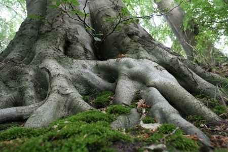 forest , closeup on  trees trunks and roots
の写真素材