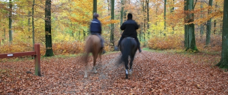 riding horses in a forestの写真素材