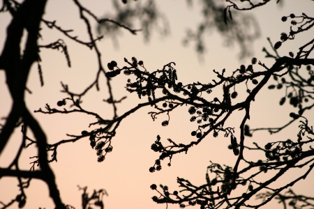 forest , closeup on  trees branches in the early morning with a warm orange sunの写真素材