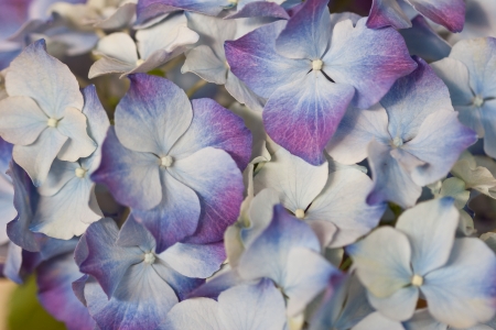 Close up of flowersの写真素材