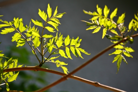 Branches with colorful leavesの写真素材