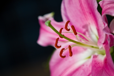 Orchidaceae close up and detailsの写真素材