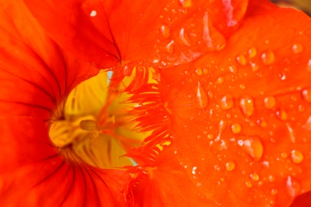 Red flower close upの写真素材