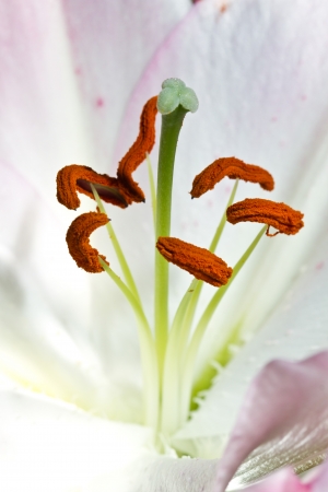 Orchidaceae close up and detailsの写真素材