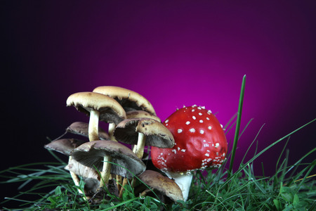 Mushrooms