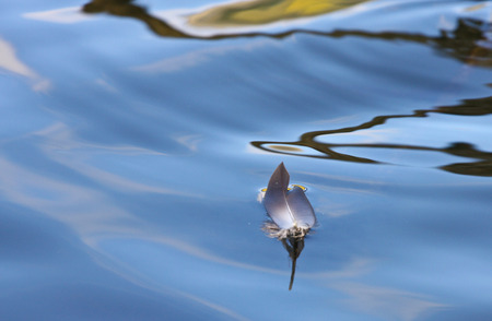 Reflexion on a lake in Denmark with blue colourの写真素材