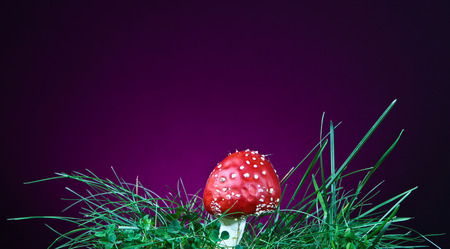fly agaric closed up shot in studioの写真素材
