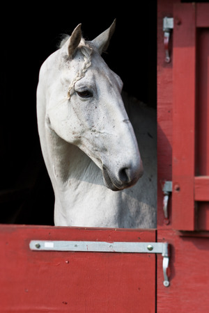 Horse show in denmark in the summer: white horses in boxesの写真素材