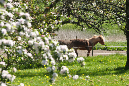 Icelandic horse in spring in denmarkの写真素材