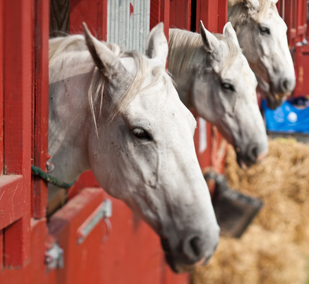 Horse show in denmark in the summer: white horses in boxes