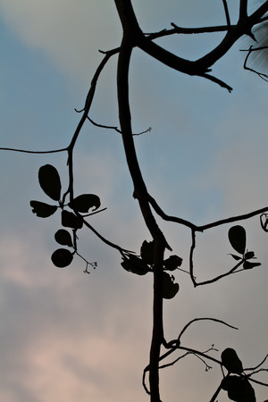 Branch silhouettes on a tree and blue sky in Koh Ngai island Thailandの写真素材