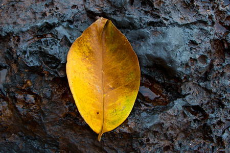 Colourful leaves of a tree in Thailand  