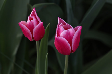 Tulips in a gardenの写真素材