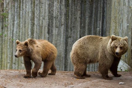 Zoo animals in copenhagen Denmark