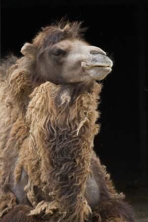 Zoo animals in copenhagen Denmarkの写真素材