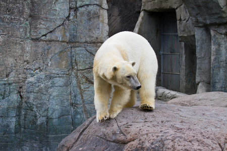 Zoo animals in copenhagen Denmarkの写真素材