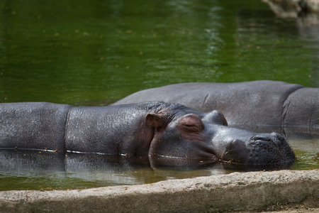 Zoo animals in copenhagen Denmarkの写真素材