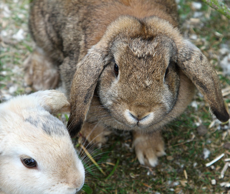Rabbit in an old  farm in franceの写真素材