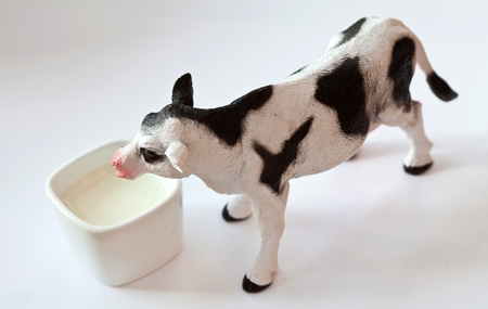 Miniature plastic cow with milk shot on white backgroundの写真素材