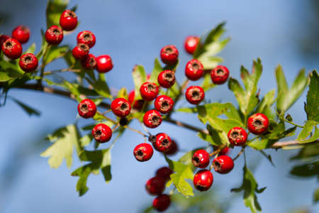 Hawthorn in spring in denmark a sunny day