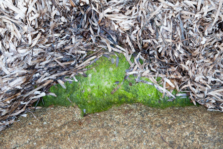Rocks at the beach in Algajola Village or town in  Corsica in the Balagne area in the summerの写真素材