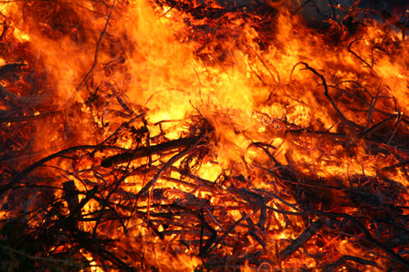 Flames of the fire in the forest, close-up.の写真素材