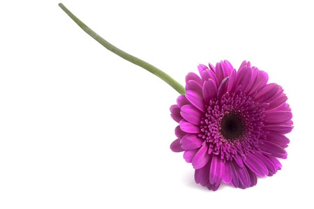 gerber flower isolated on a white backgroundの写真素材