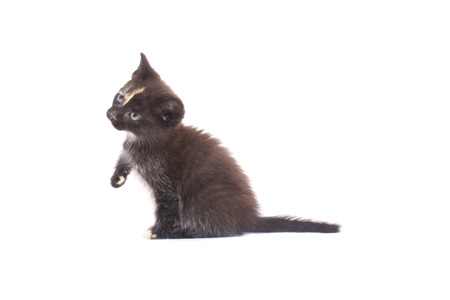 black kitten isolated on a white backgroundの写真素材