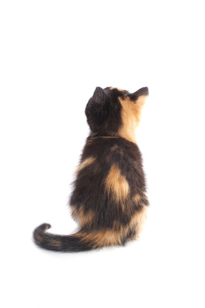 Kitten looks back isolated on a white backgroundの写真素材