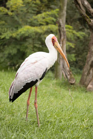 stork in the zooの写真素材
