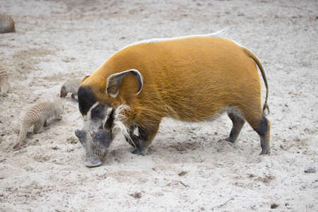 River potamochoerus swine in the zooの写真素材