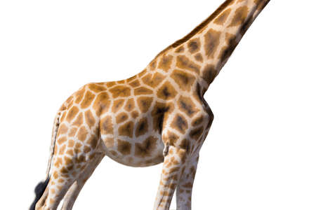 giraffe isolated on a white backgroundの写真素材