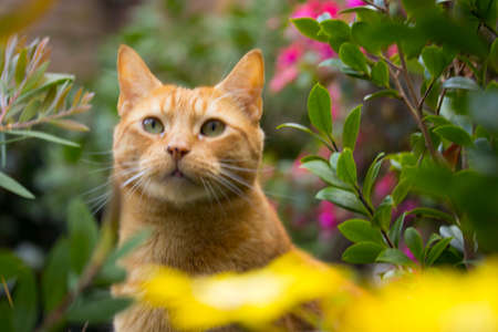 Pretty cute cat outside
