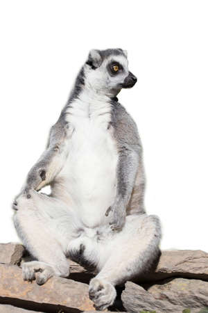 ring tailed money in the zooの写真素材