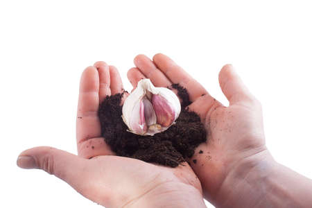 garlic isolated on a backgroundの写真素材