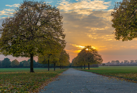 Autumn evening trees at sunsetの写真素材