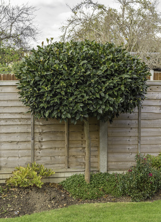 Camelia tree, shaped and with leaves, taken in my back garden